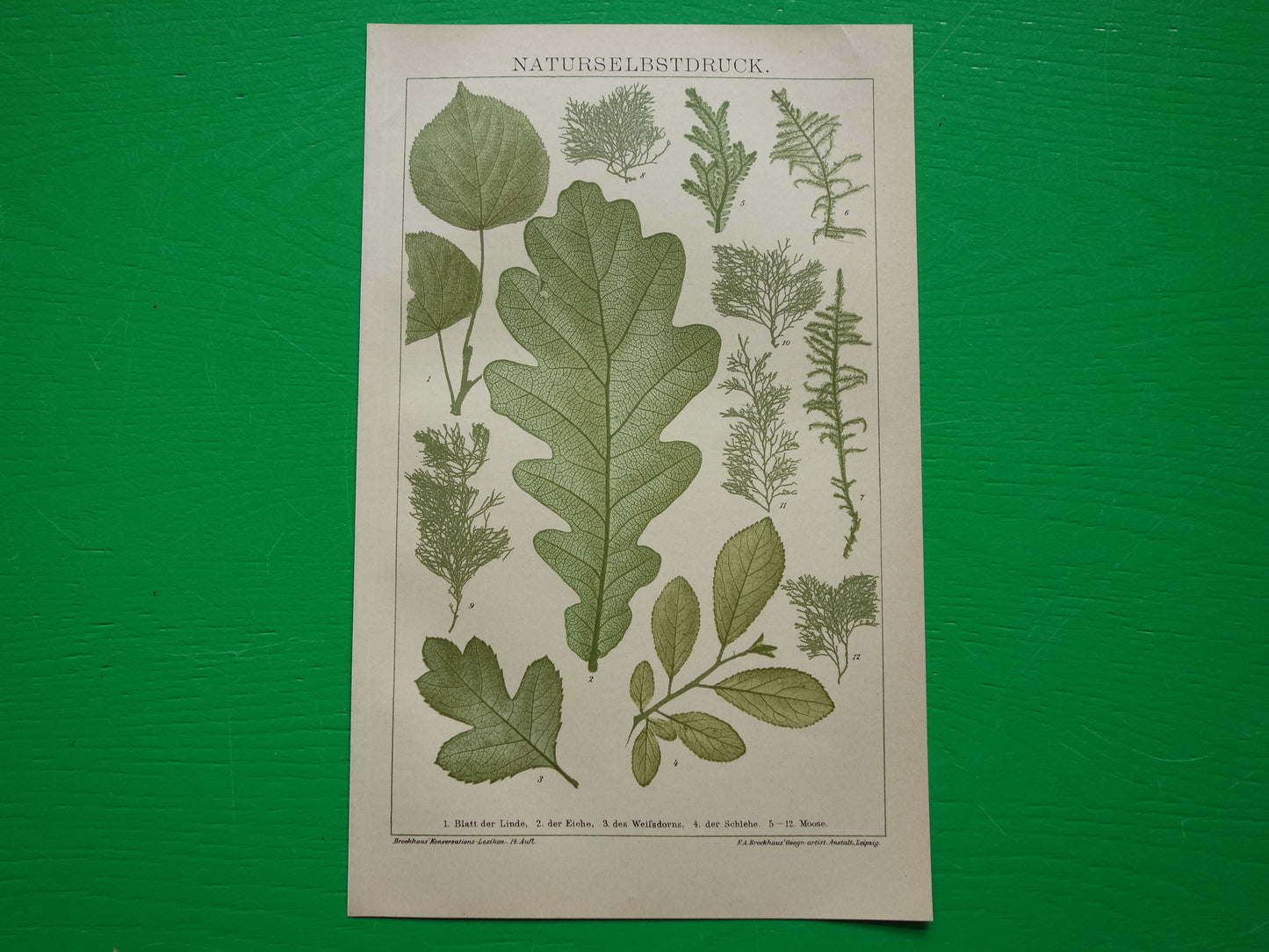 BLADEREN antieke botanische prent uit het jaar 1905 originele antieke Blad Bloemblad Bladvormen illustratie Mossen vintage printsprint
