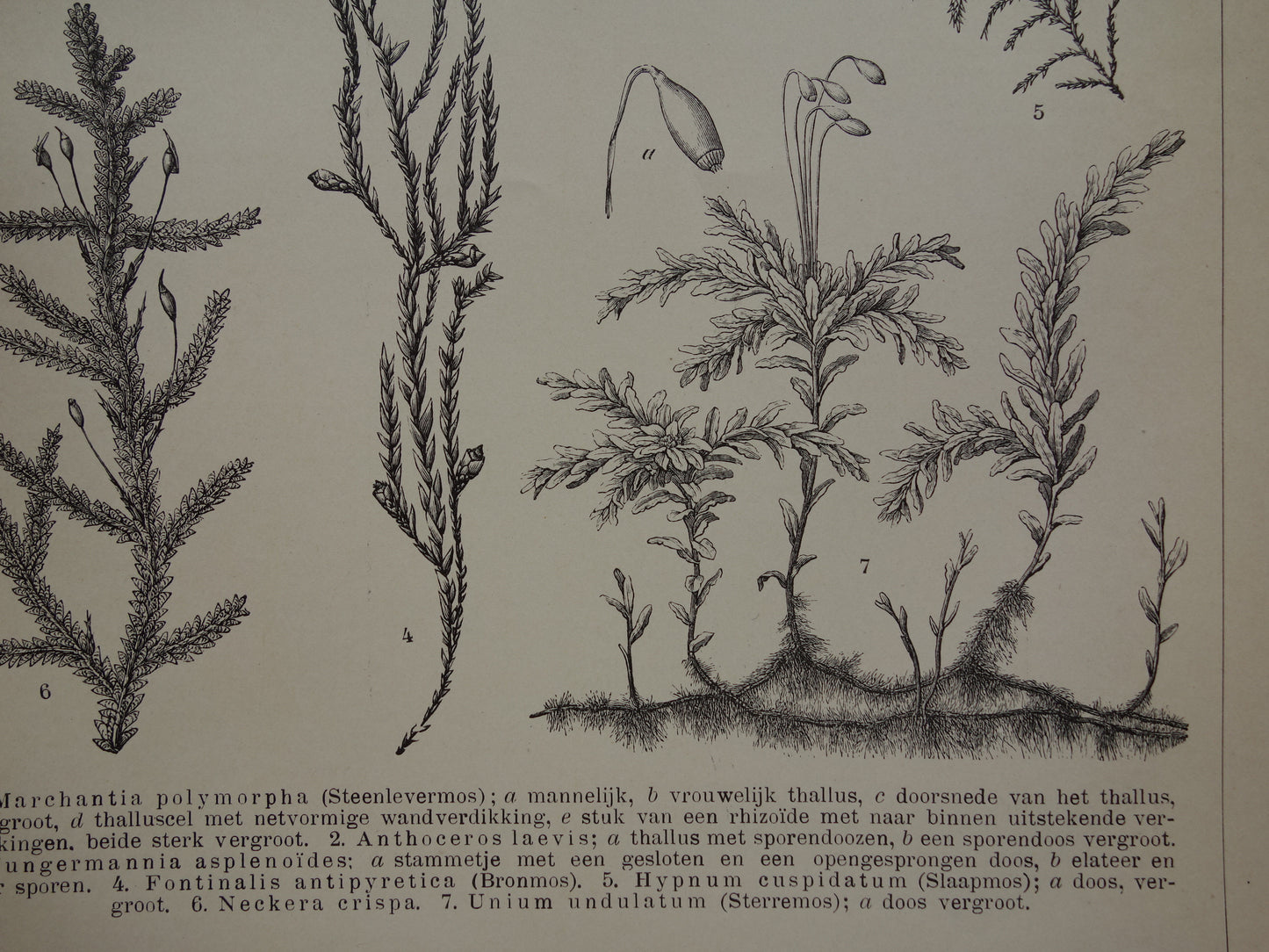 MOSSEN oude botanische prent uit het jaar 1910 originele antieke illustratie mos mossoorten vintage prints