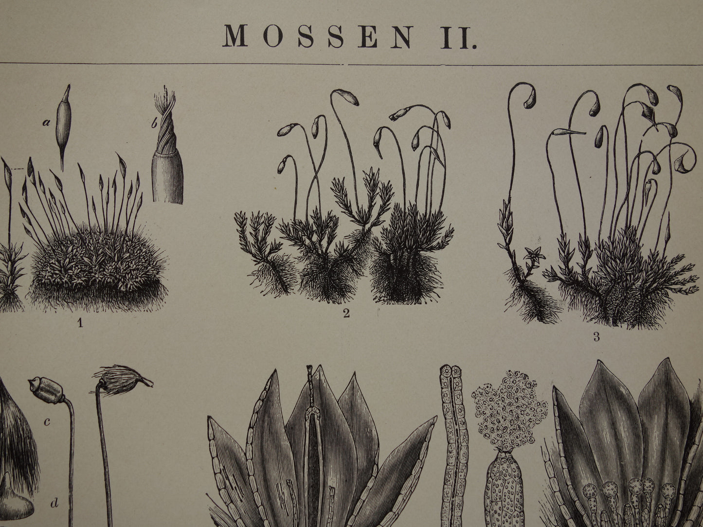 MOSSEN oude botanische prent uit het jaar 1910 originele antieke illustratie mos mossoorten vintage prints