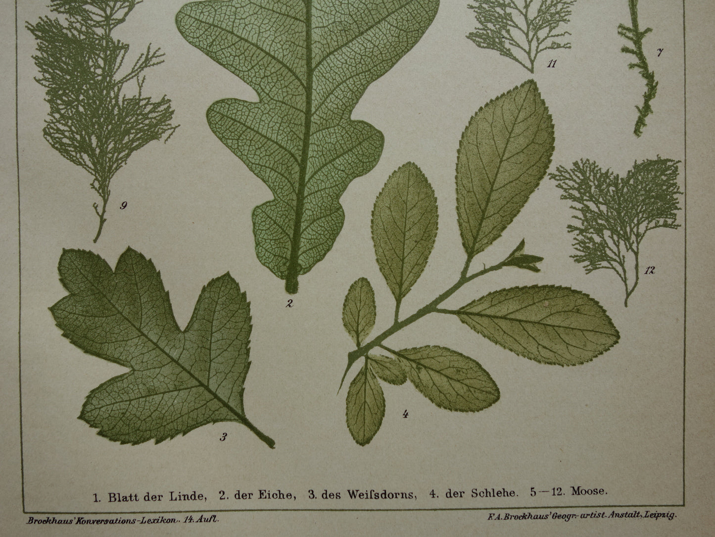 BLADEREN antieke botanische prent uit het jaar 1905 originele antieke Blad Bloemblad Bladvormen illustratie Mossen vintage printsprint