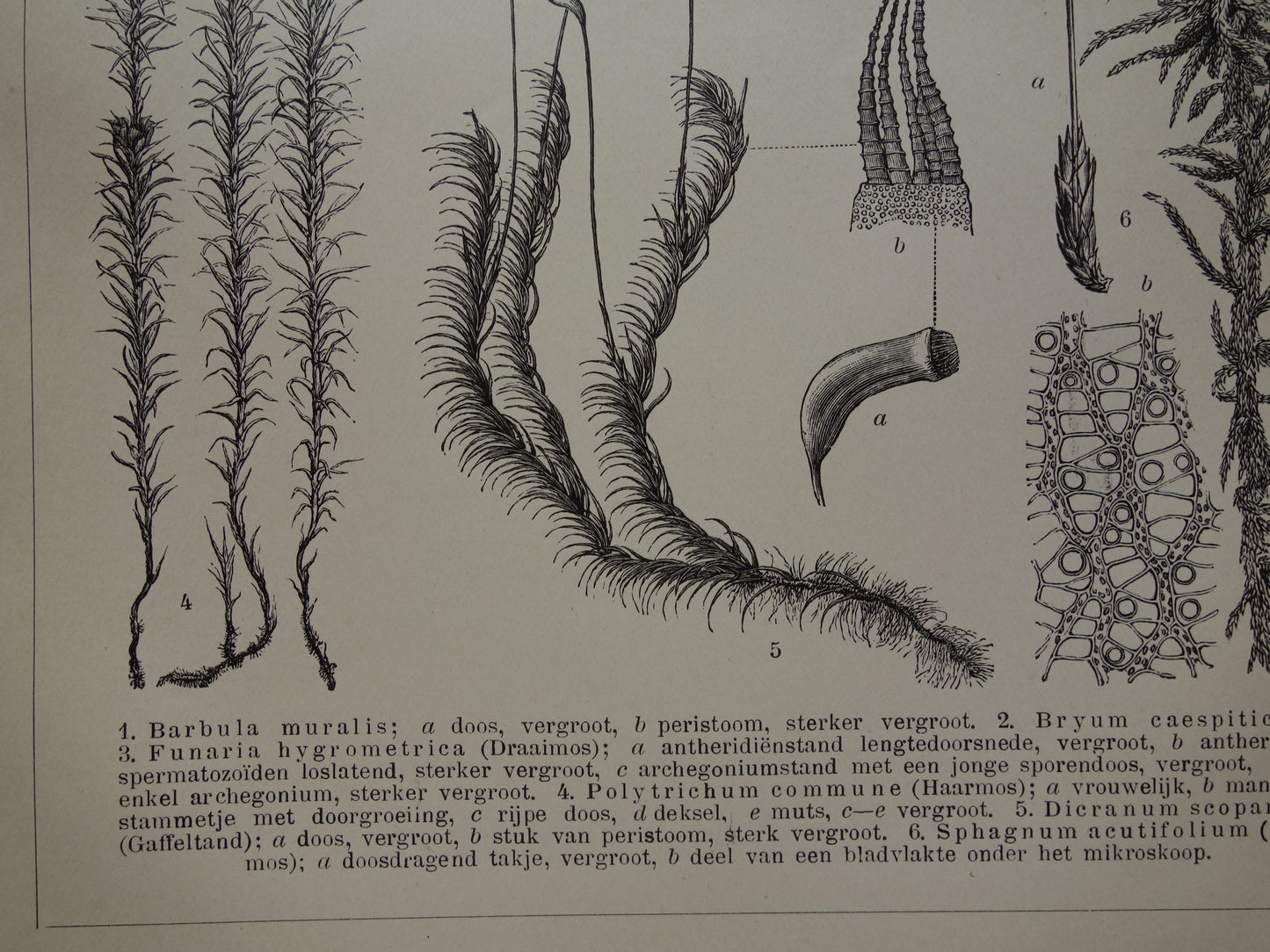 MOSSEN oude botanische prent uit het jaar 1910 originele antieke illustratie mos mossoorten vintage prints