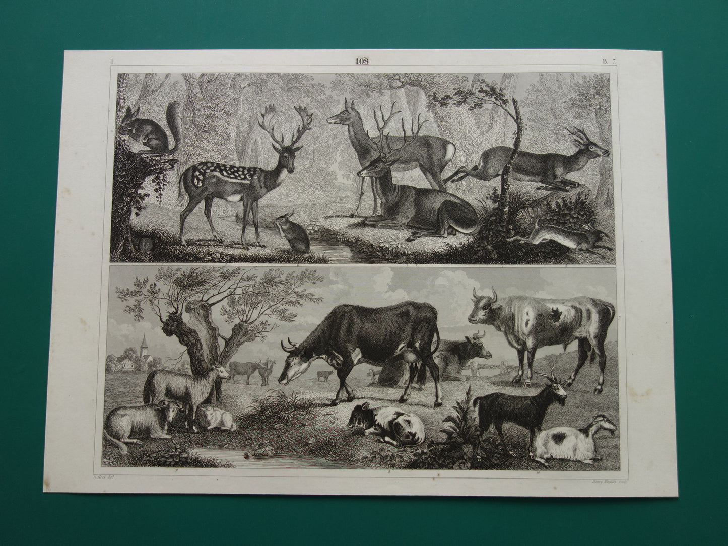Oude prent van koeien schapen geiten originele antieke herten edelhert illustratie Vintage afbeelding prints