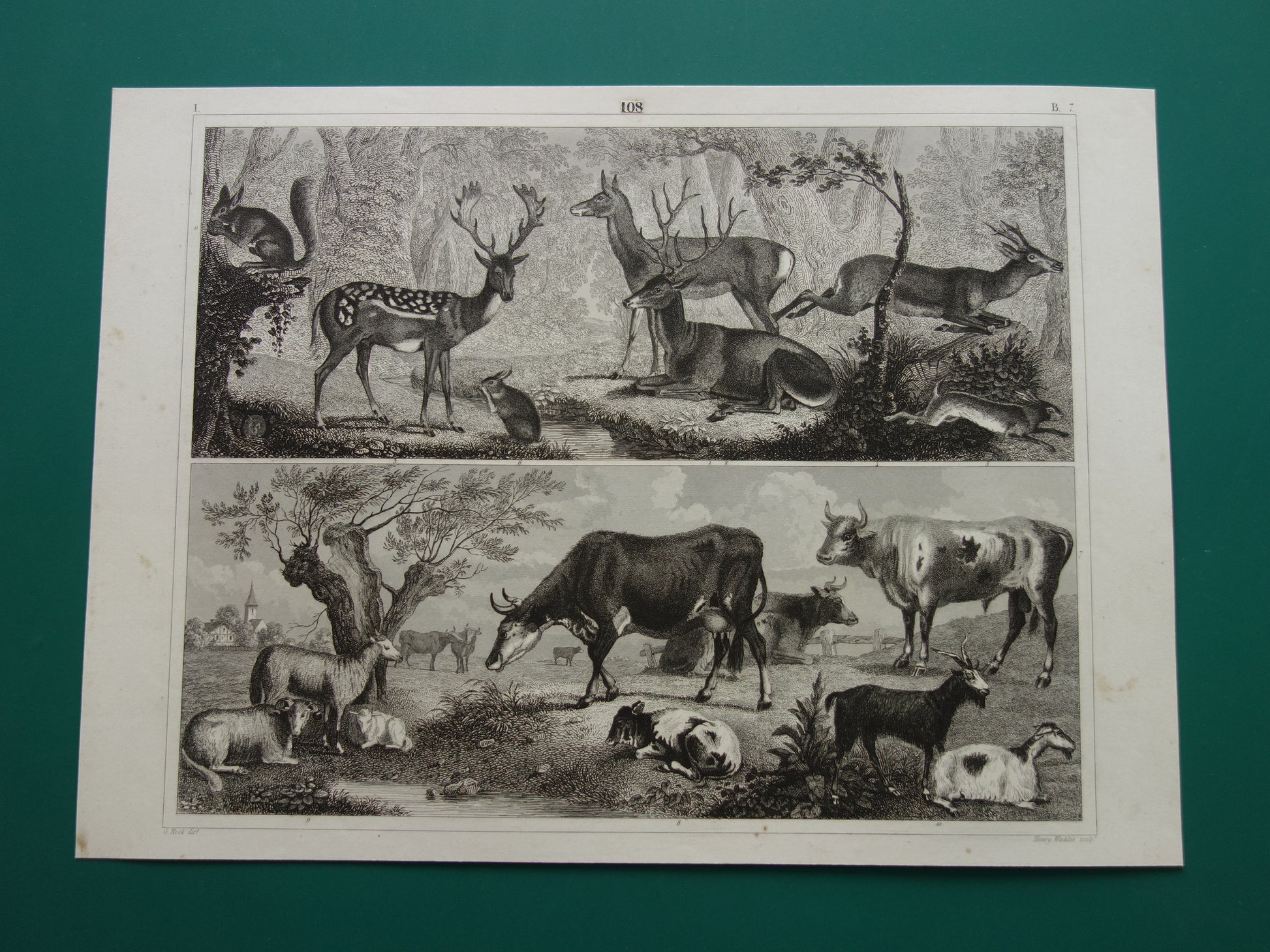 Oude prent van koeien schapen geiten originele antieke herten edelhert illustratie Vintage afbeelding prints