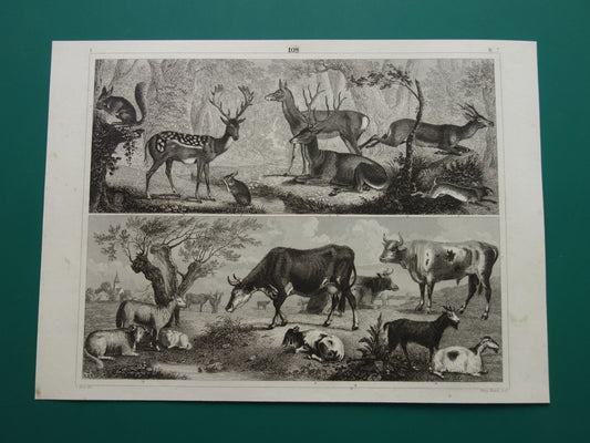 Oude prent van koeien schapen geiten originele antieke herten edelhert illustratie Vintage afbeelding prints
