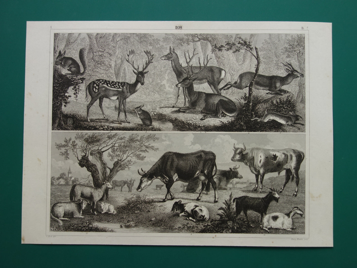 Oude prent van koeien schapen geiten originele antieke herten edelhert illustratie Vintage afbeelding prints