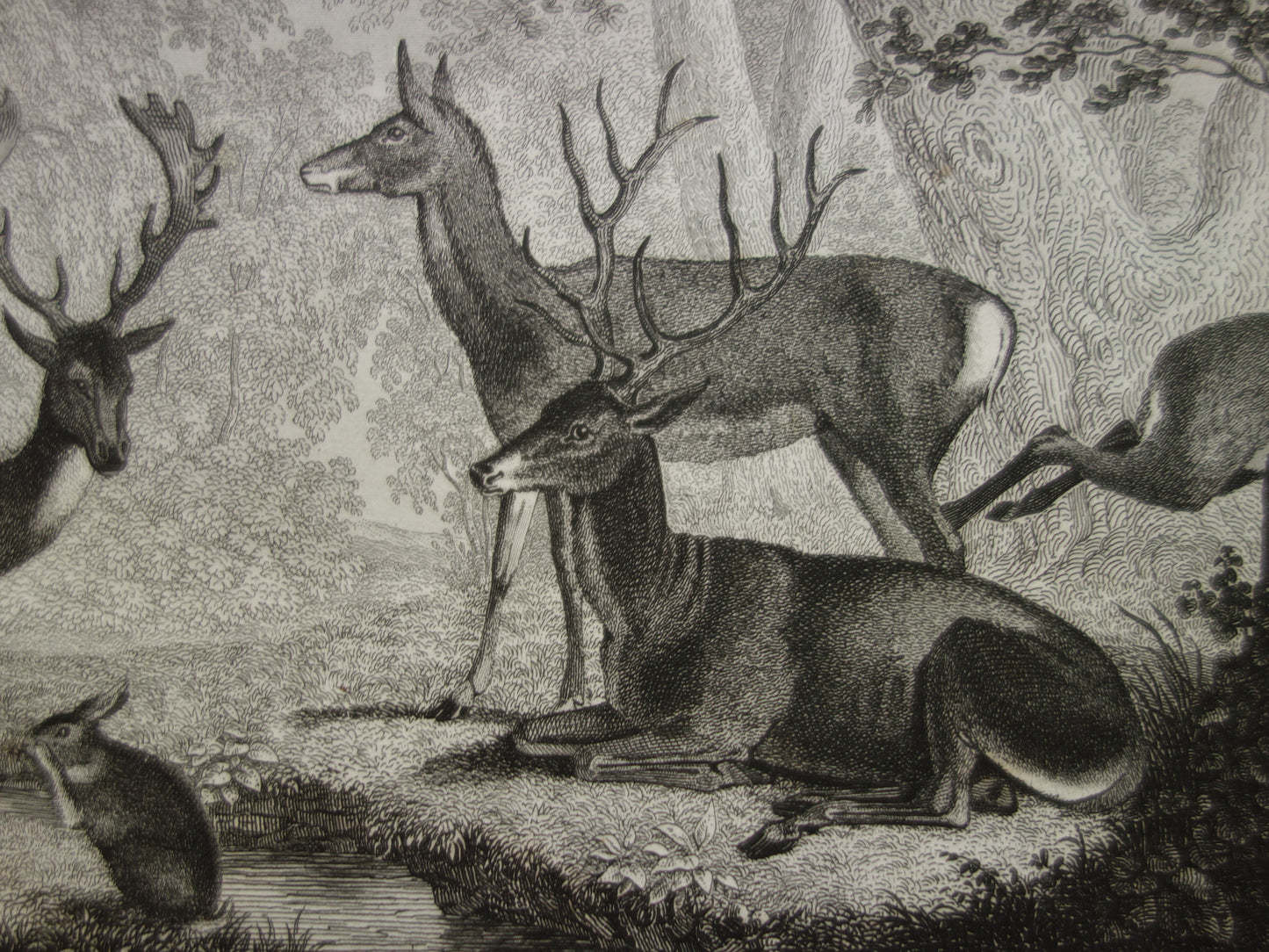ree hert damhert edelhert antieke prenten prints te koop