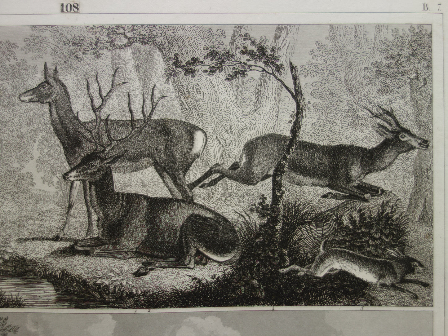 Oude prent van koeien schapen geiten originele antieke herten edelhert illustratie Vintage afbeelding prints