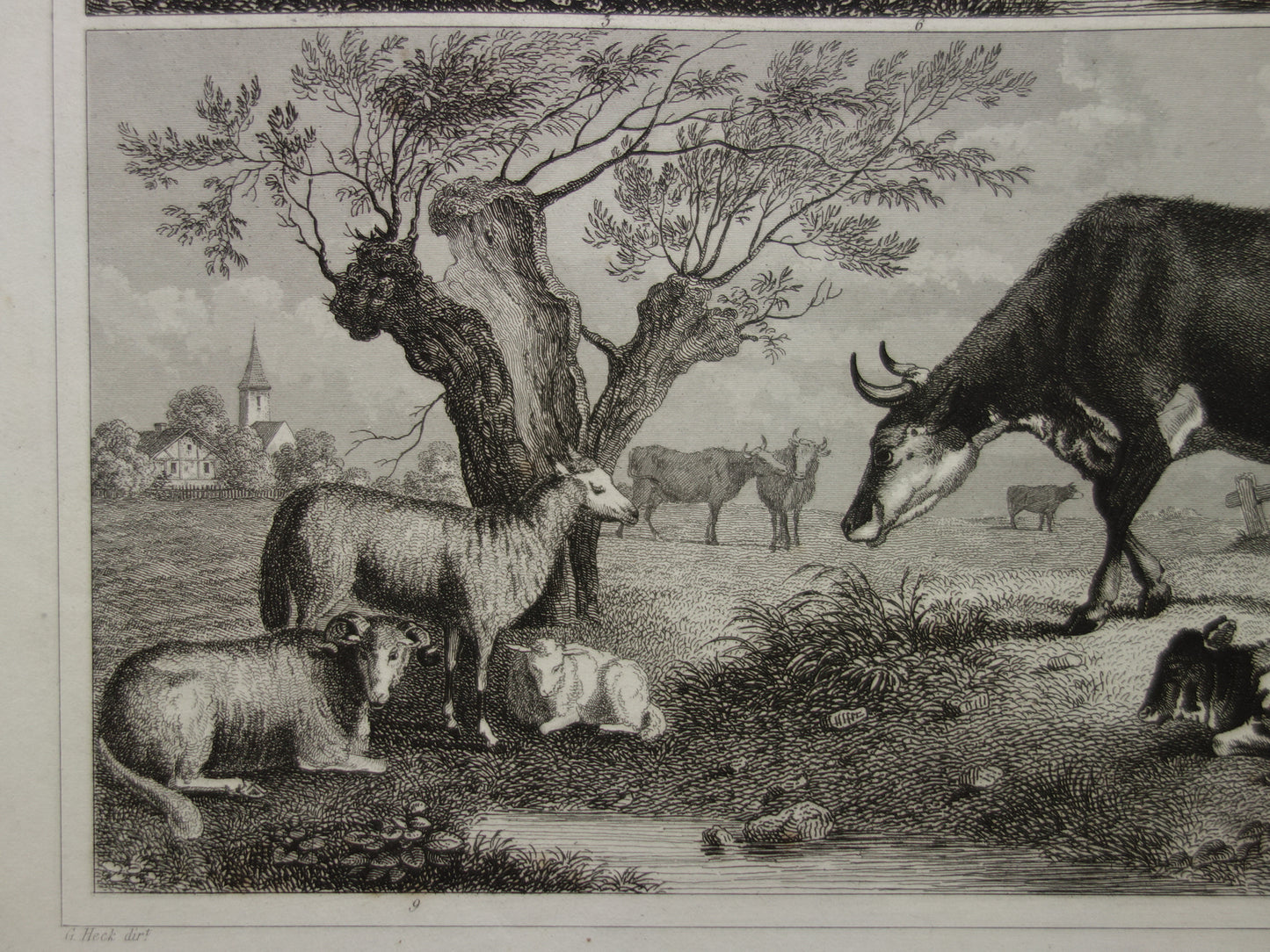 Oude prent van koeien schapen geiten originele antieke herten edelhert illustratie Vintage afbeelding prints