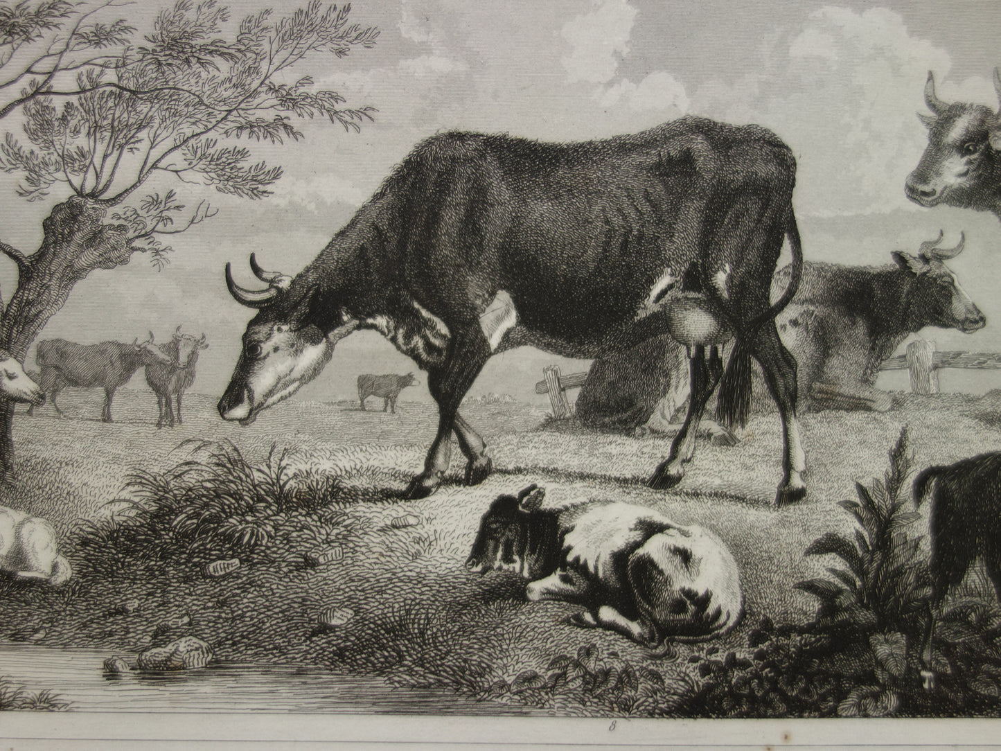 koe vintage koeien historische illustratie 