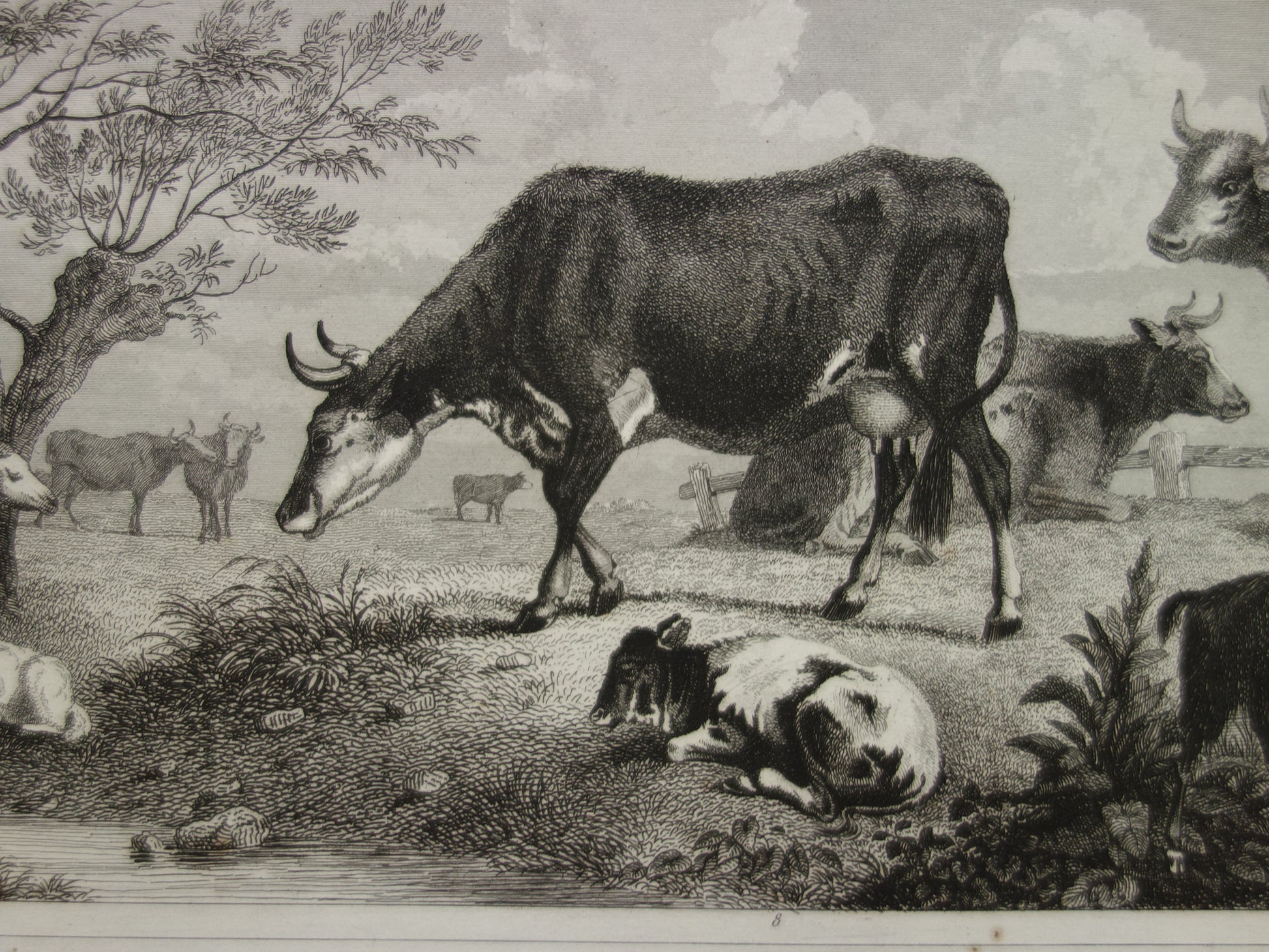 koe vintage koeien historische illustratie 
