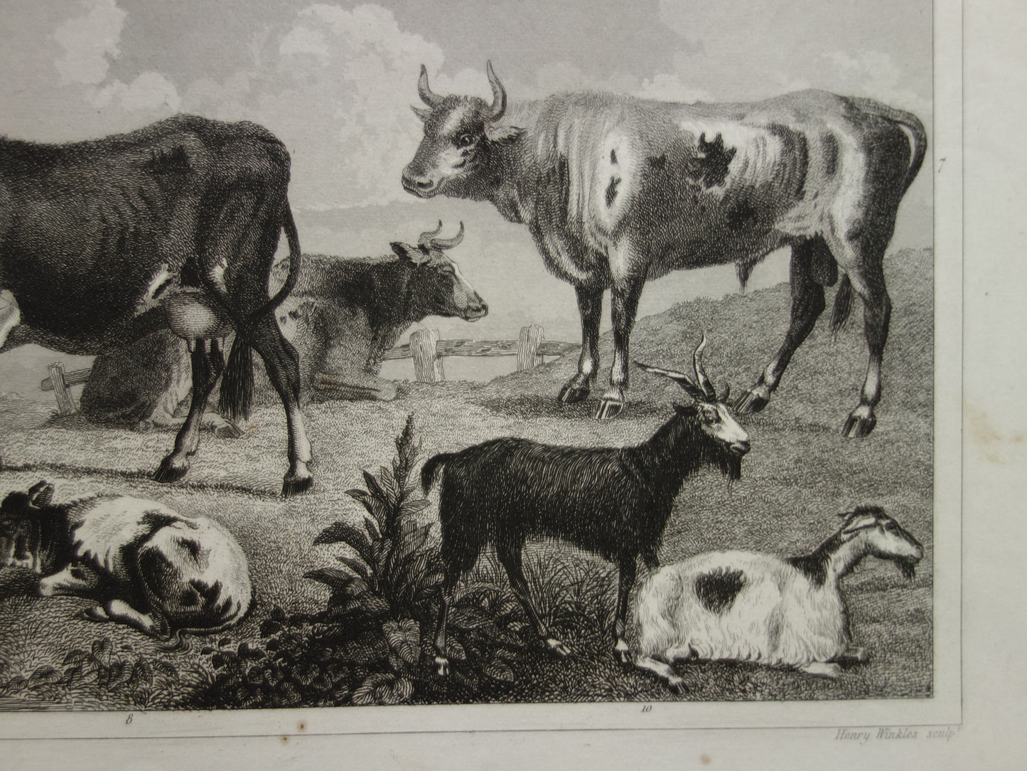 Oude prent van koeien schapen geiten originele antieke herten edelhert illustratie Vintage afbeelding prints