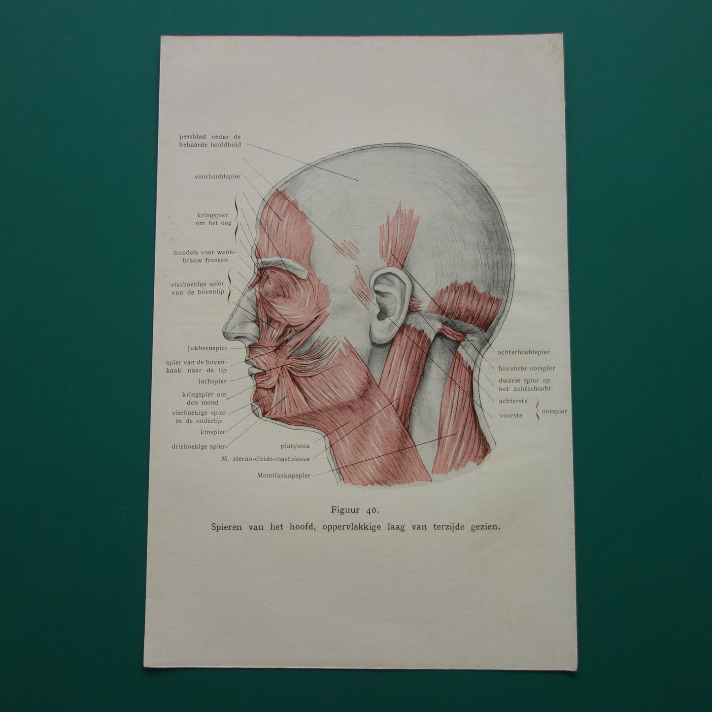 Oude anatomie prent uit 1928 Spieren van hoofd originele vintage anatomische illustratie spier gezicht vintage print