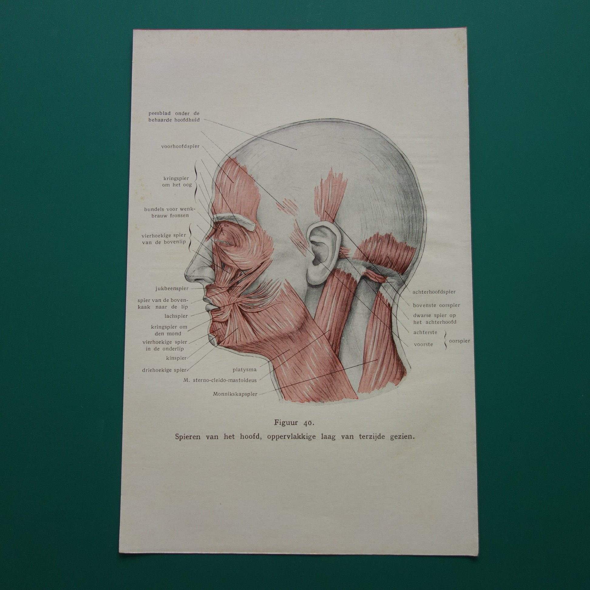 Oude anatomie prent uit 1928 Spieren van hoofd originele vintage anatomische illustratie spier gezicht vintage print