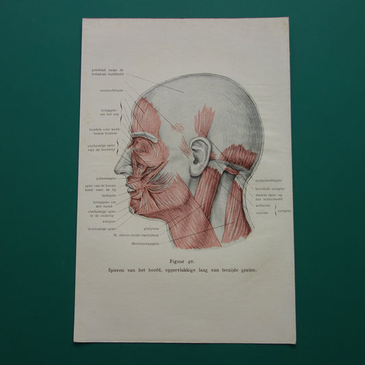 Oude anatomie prent uit 1928 Spieren van hoofd originele vintage anatomische illustratie spier gezicht vintage print