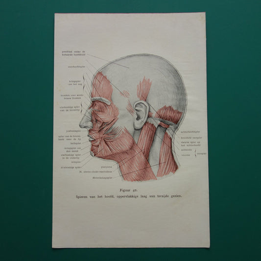 Oude anatomie prent uit 1928 Spieren van hoofd originele vintage anatomische illustratie spier gezicht vintage print