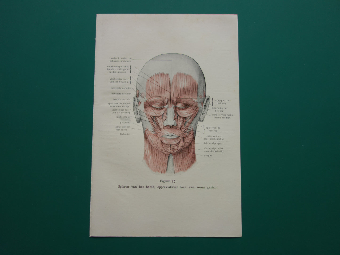 Oude anatomie prent uit 1928 Spieren van hoofd originele vintage anatomische illustratie spier gezicht vintage print