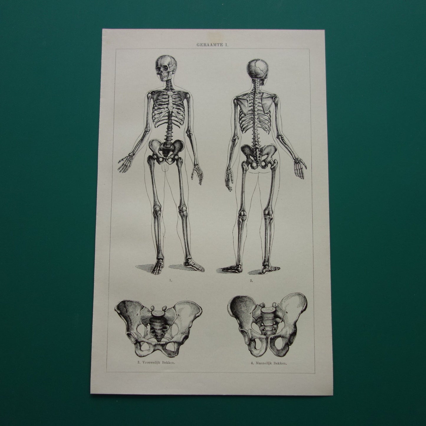 SKELET Oude anatomie prent uit 1928 Nederlandse originele vintage anatomische illustratie geraamte schedel vintage print