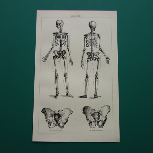 SKELET Oude anatomie prent uit 1928 Nederlandse originele vintage anatomische illustratie geraamte schedel vintage print