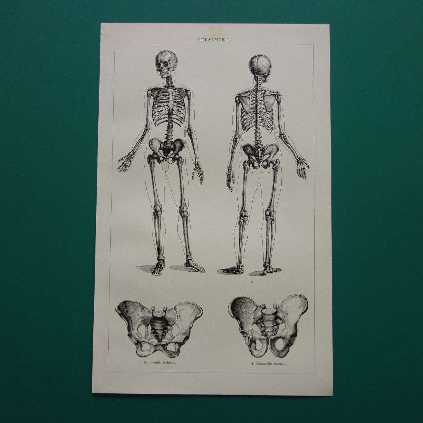 SKELET Oude anatomie prent uit 1928 Nederlandse originele vintage anatomische illustratie geraamte schedel vintage print