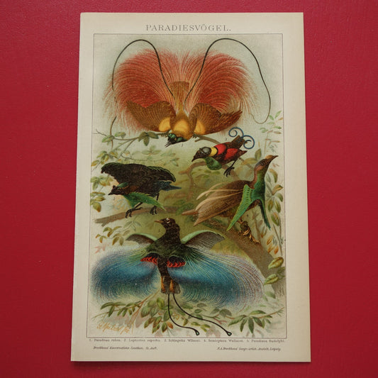 Paradijsvogels oude prent uit 1905 Originele antieke paradijsvogel illustratie vintage prints