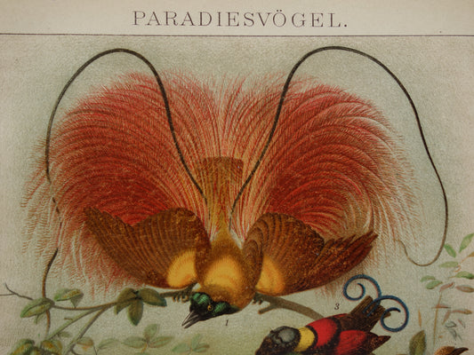 Paradijsvogels oude prent uit 1905 Originele antieke paradijsvogel illustratie vintage prints