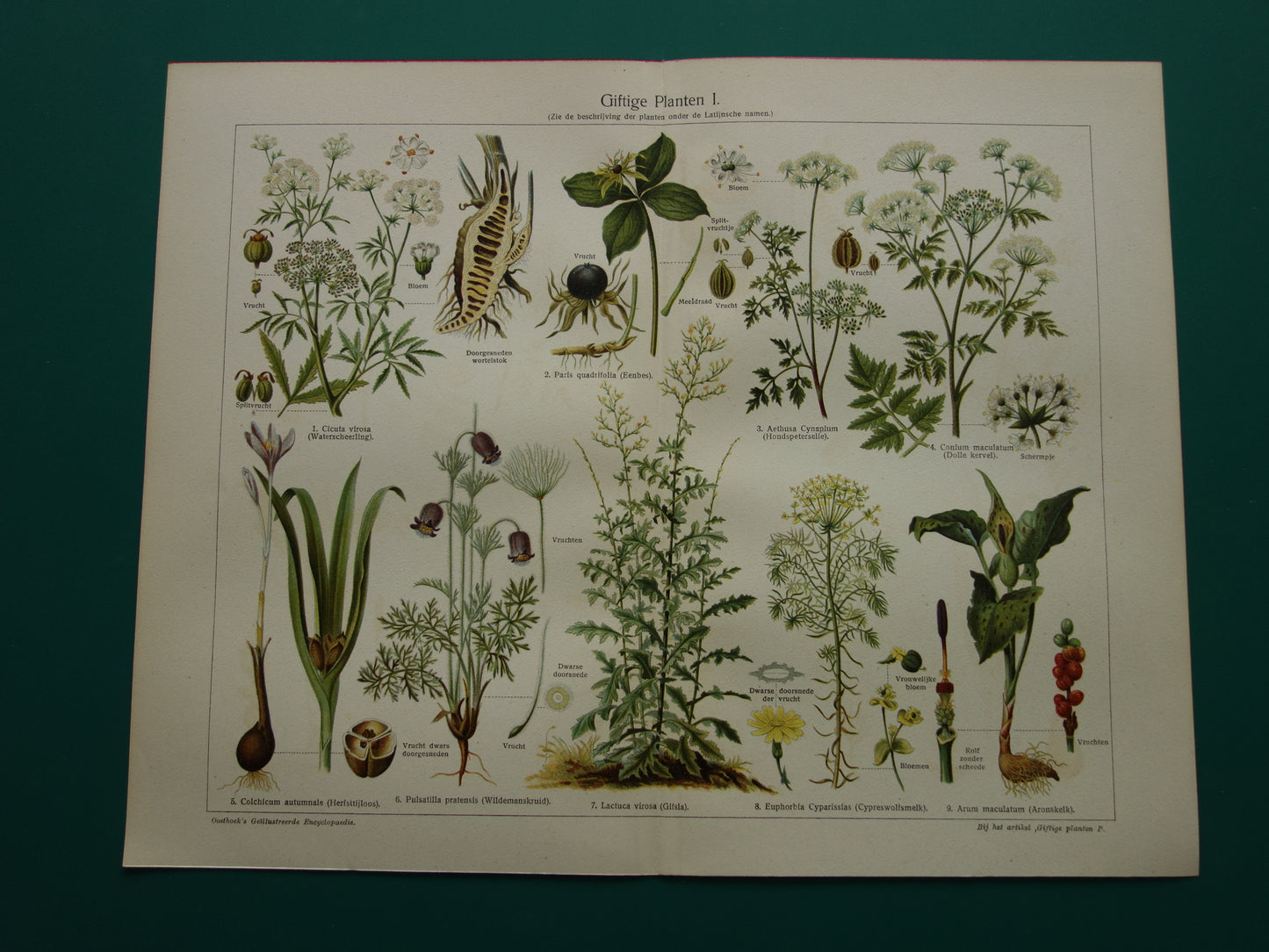 Oude prent uit 1928 over giftige planten Originele vintage Nederlandse botanische illustratie gif plant kruiden