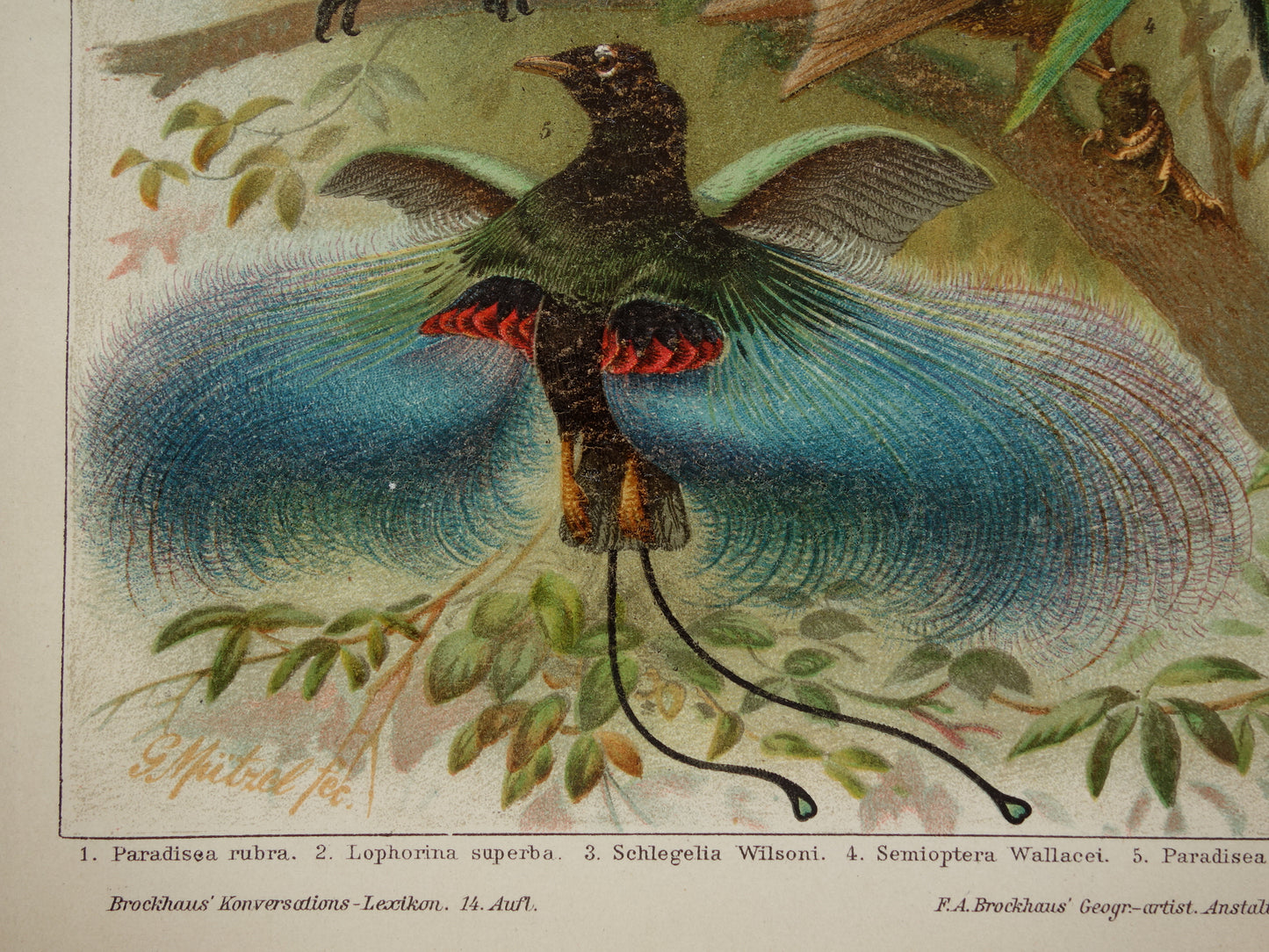 Paradijsvogels oude prent uit 1905 Originele antieke paradijsvogel illustratie vintage prints