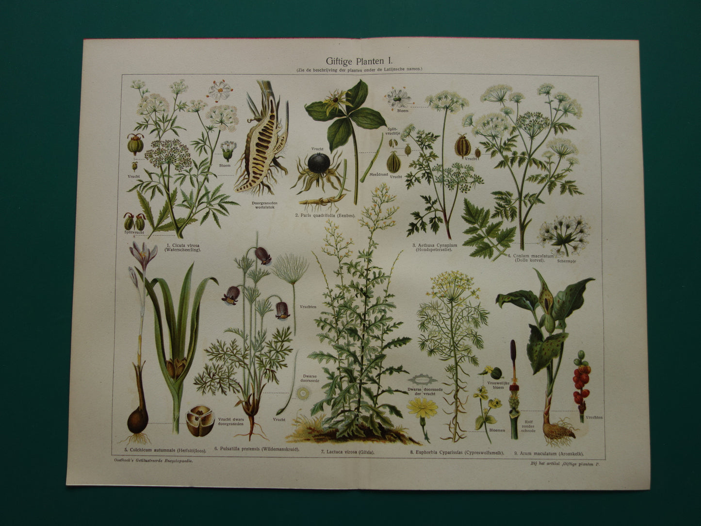 Oude prent uit 1928 over giftige planten Originele vintage Nederlandse botanische illustratie gif plant kruiden