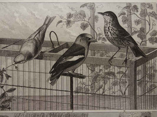 Antiker Vogeldruck von Singvögeln, originale 170+ Jahre alte Illustration, Amsel, Starling, Drossel, Sperling, Buchfink, Vintage-Vogelbilddrucke