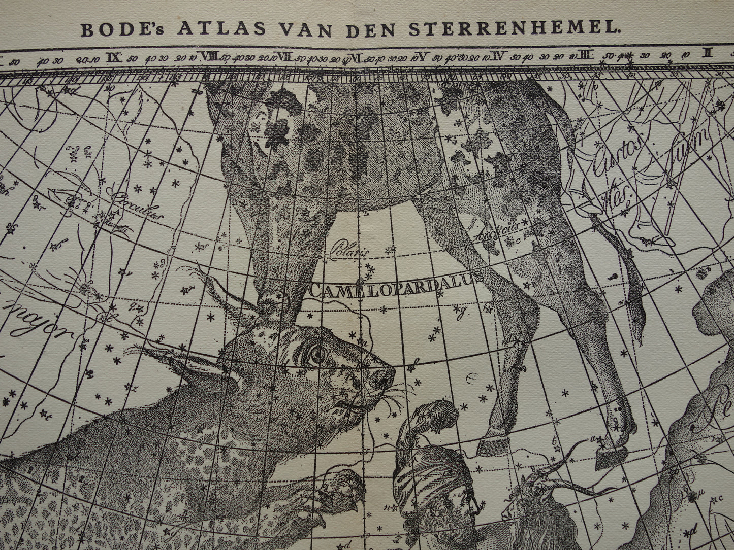 Oude astronomie prent van sterrenbeeld Giraffe Lynx Wagenman Antieke sterrenkaart sterrenbeelden Auriga Voerman vintage print