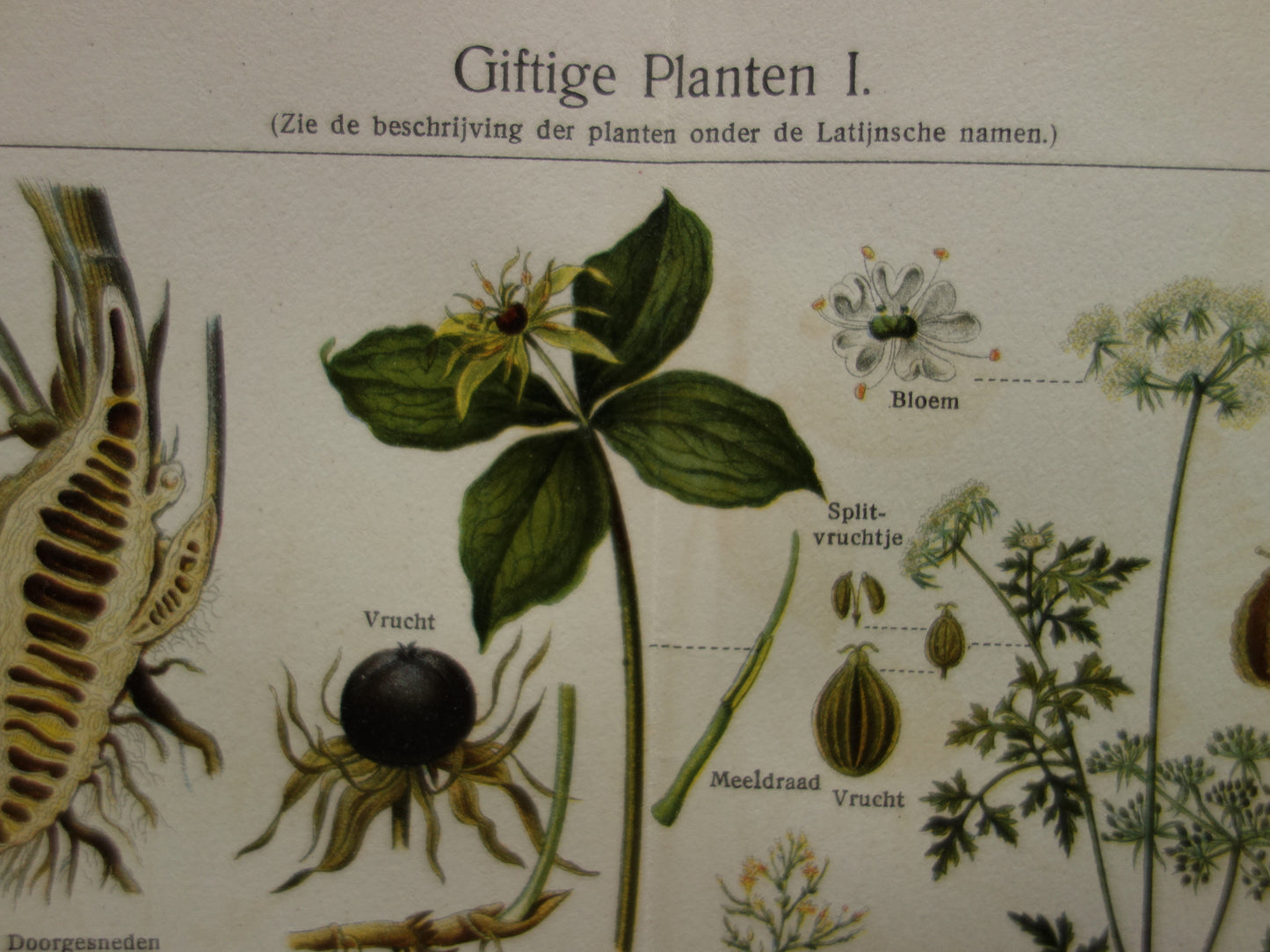 Oude prent uit 1928 over giftige planten Originele vintage Nederlandse botanische illustratie gif plant kruiden