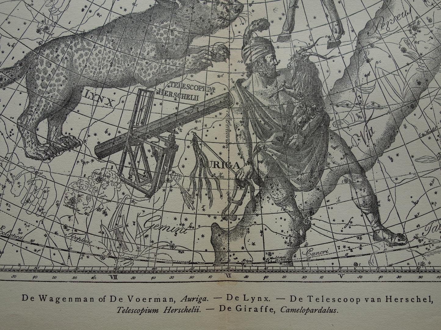 Oude astronomie prent van sterrenbeeld Giraffe Lynx Wagenman Antieke sterrenkaart sterrenbeelden Auriga Voerman vintage print