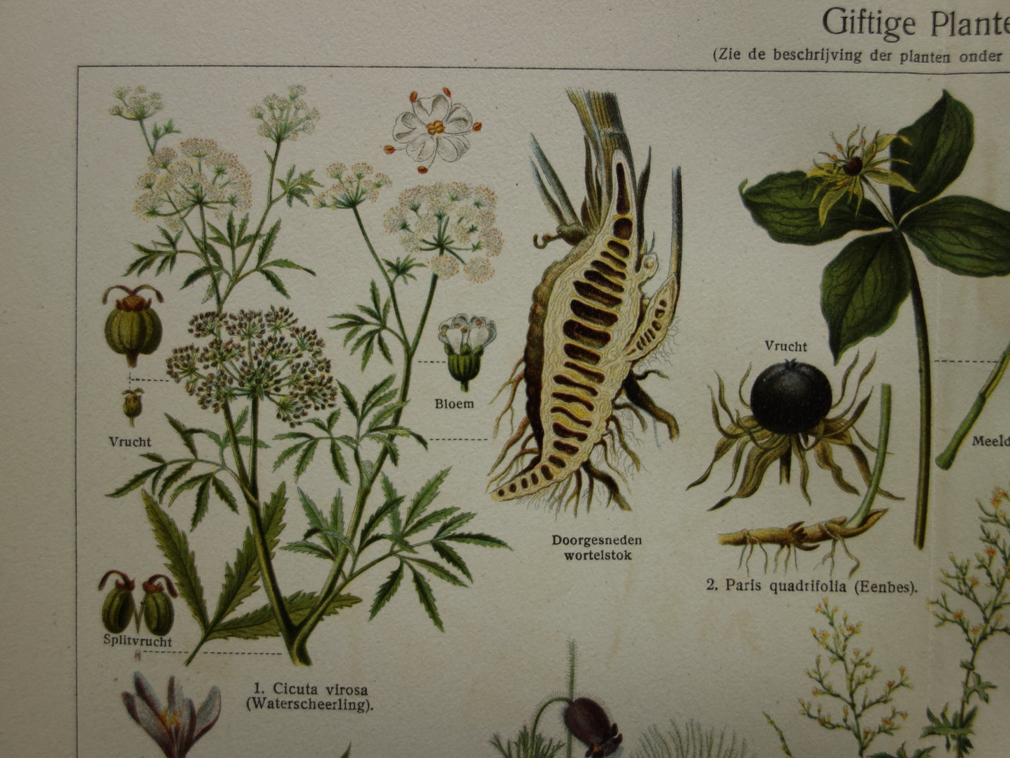 Oude prent uit 1928 over giftige planten Originele vintage Nederlandse botanische illustratie gif plant kruiden