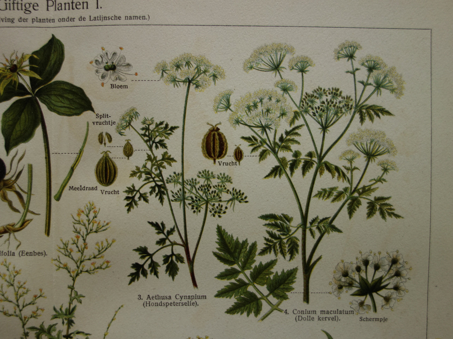 Oude prent uit 1928 over giftige planten Originele vintage Nederlandse botanische illustratie gif plant kruiden