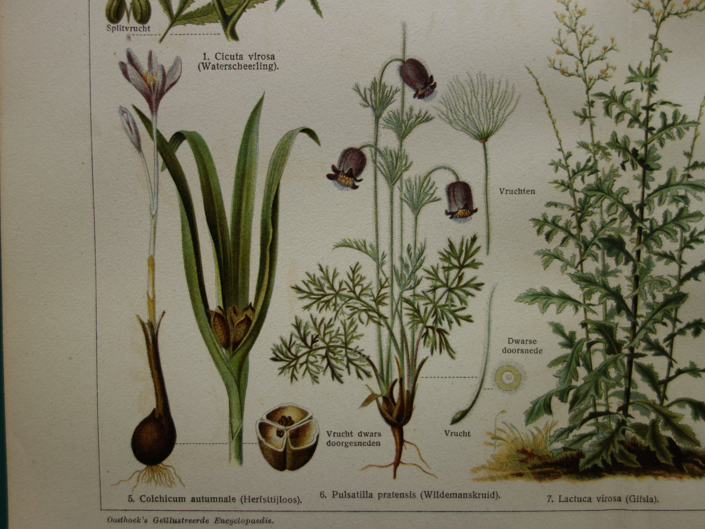 Oude prent uit 1928 over giftige planten Originele vintage Nederlandse botanische illustratie gif plant kruiden