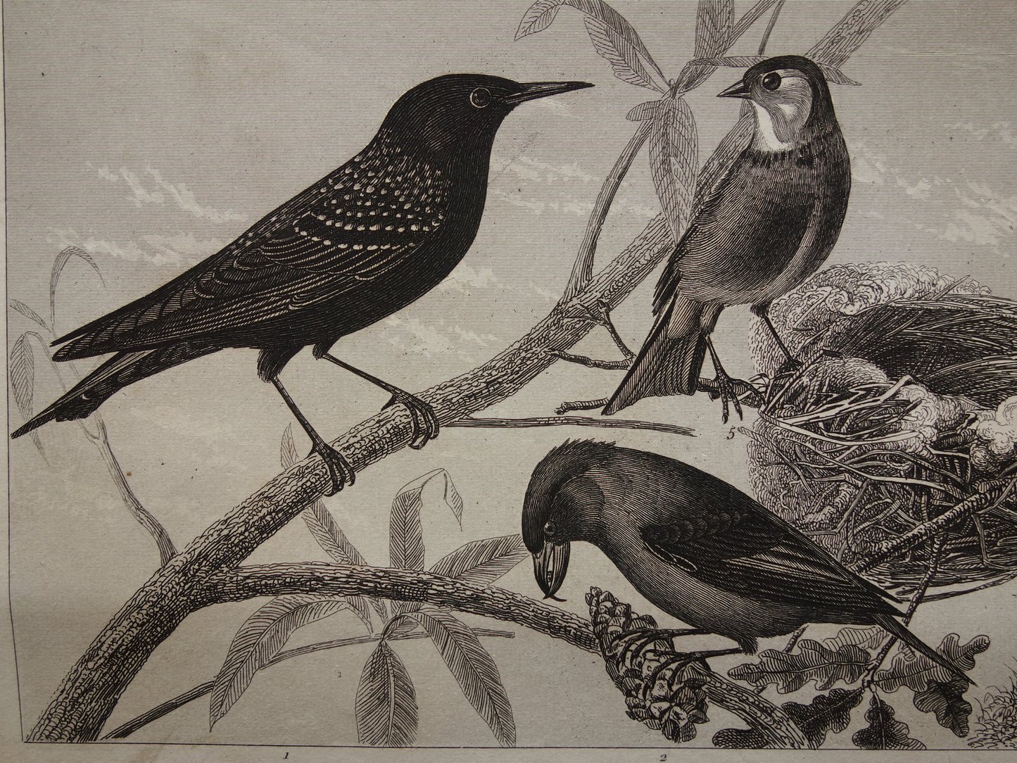 Antieke vogel prent van Zangvogels originele 170+ jaar oude illustratie Merel Spreeuw Lijster Mus Vink vintage vogels afbeelding prints