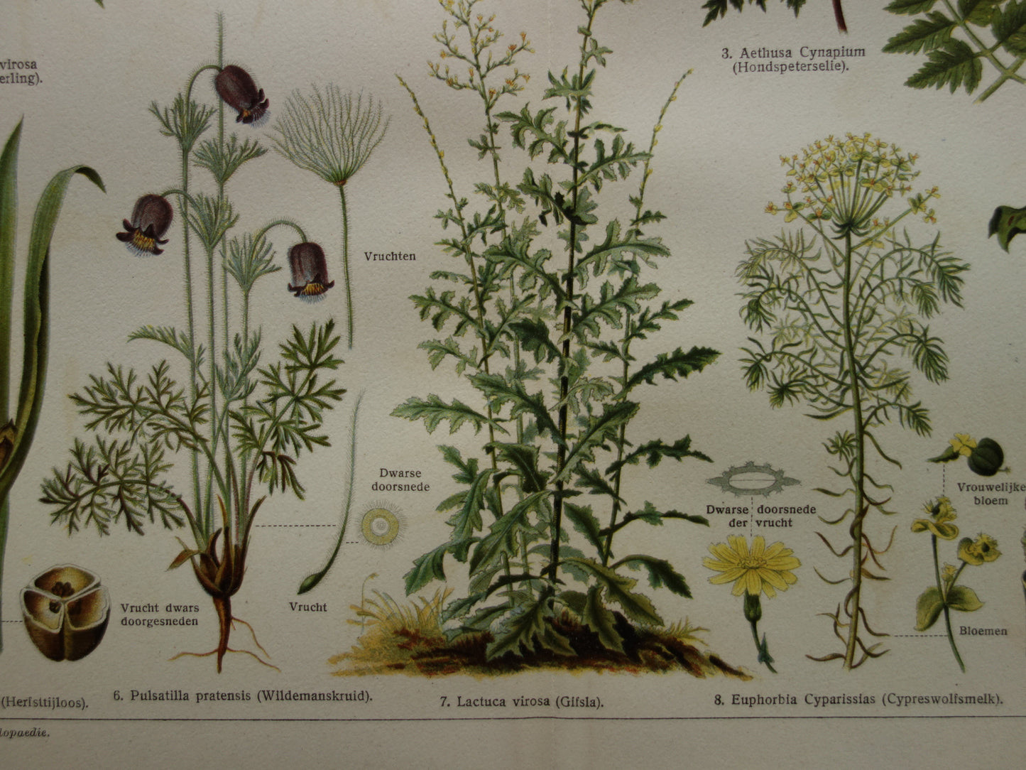 Oude prent uit 1928 over giftige planten Originele vintage Nederlandse botanische illustratie gif plant kruiden