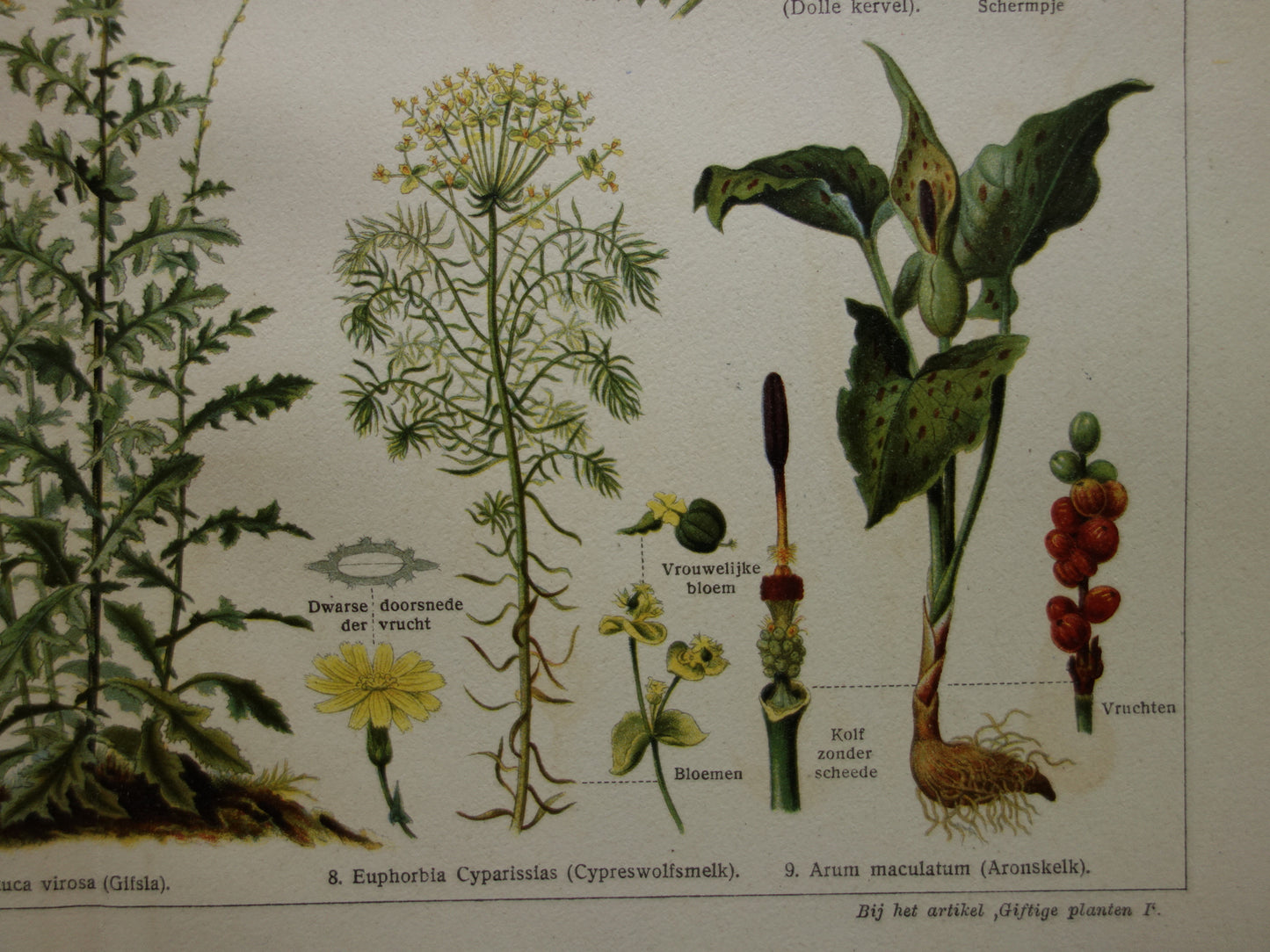 Oude prent uit 1928 over giftige planten Originele vintage Nederlandse botanische illustratie gif plant kruiden