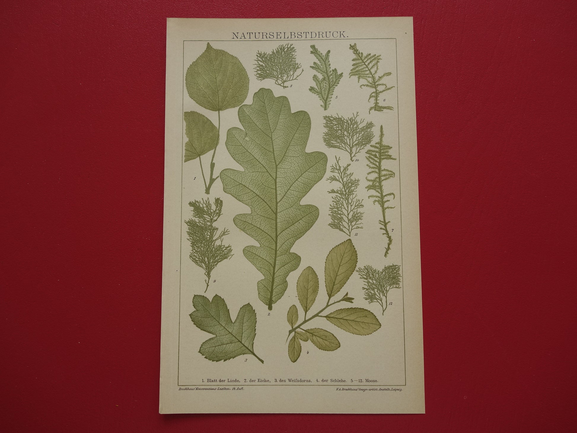 BLADEREN antieke botanische prent uit het jaar 1905 originele antieke Blad Bloemblad Bladvormen illustratie Mossen vintage printsprint