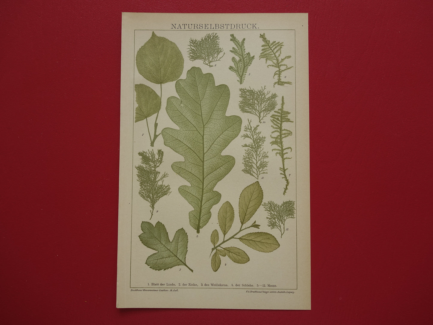 BLADEREN antieke botanische prent uit het jaar 1905 originele antieke Blad Bloemblad Bladvormen illustratie Mossen vintage printsprint