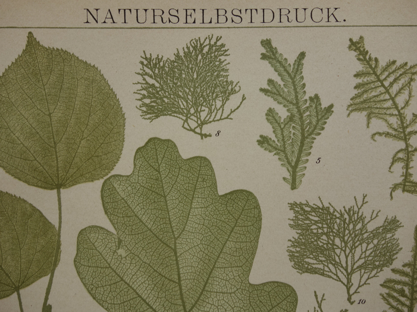 BLADEREN antieke botanische prent uit het jaar 1905 originele antieke Blad Bloemblad Bladvormen illustratie Mossen vintage printsprint