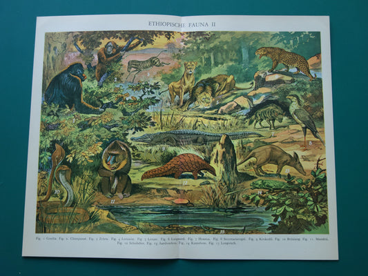 Oude prent van dieren uit Afrika / Ethiopië Originele vintage print met illustratie van Zebra Gorilla Leeuw Luipaard Mandril