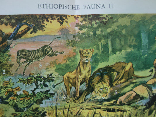 Oude prent van dieren uit Afrika / Ethiopië Originele vintage print met illustratie van Zebra Gorilla Leeuw Luipaard Mandril