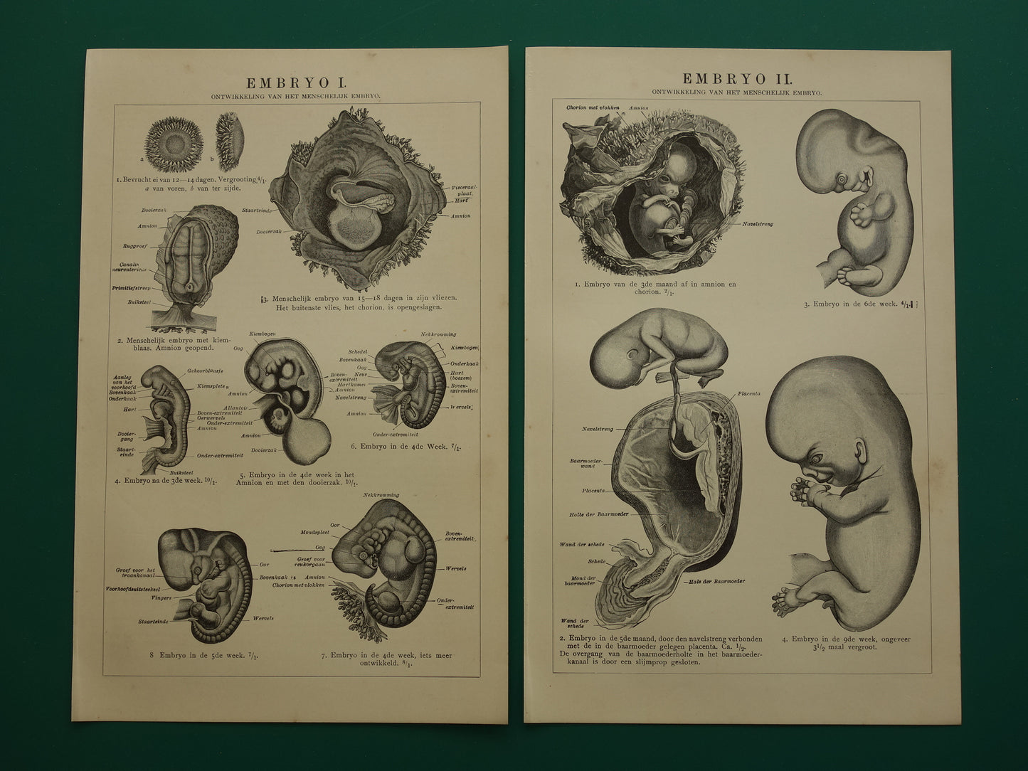 Oude anatomische prenten van ontwikkeling embryo 1907 - originele antieke illustratie - set van 2 vintage prints