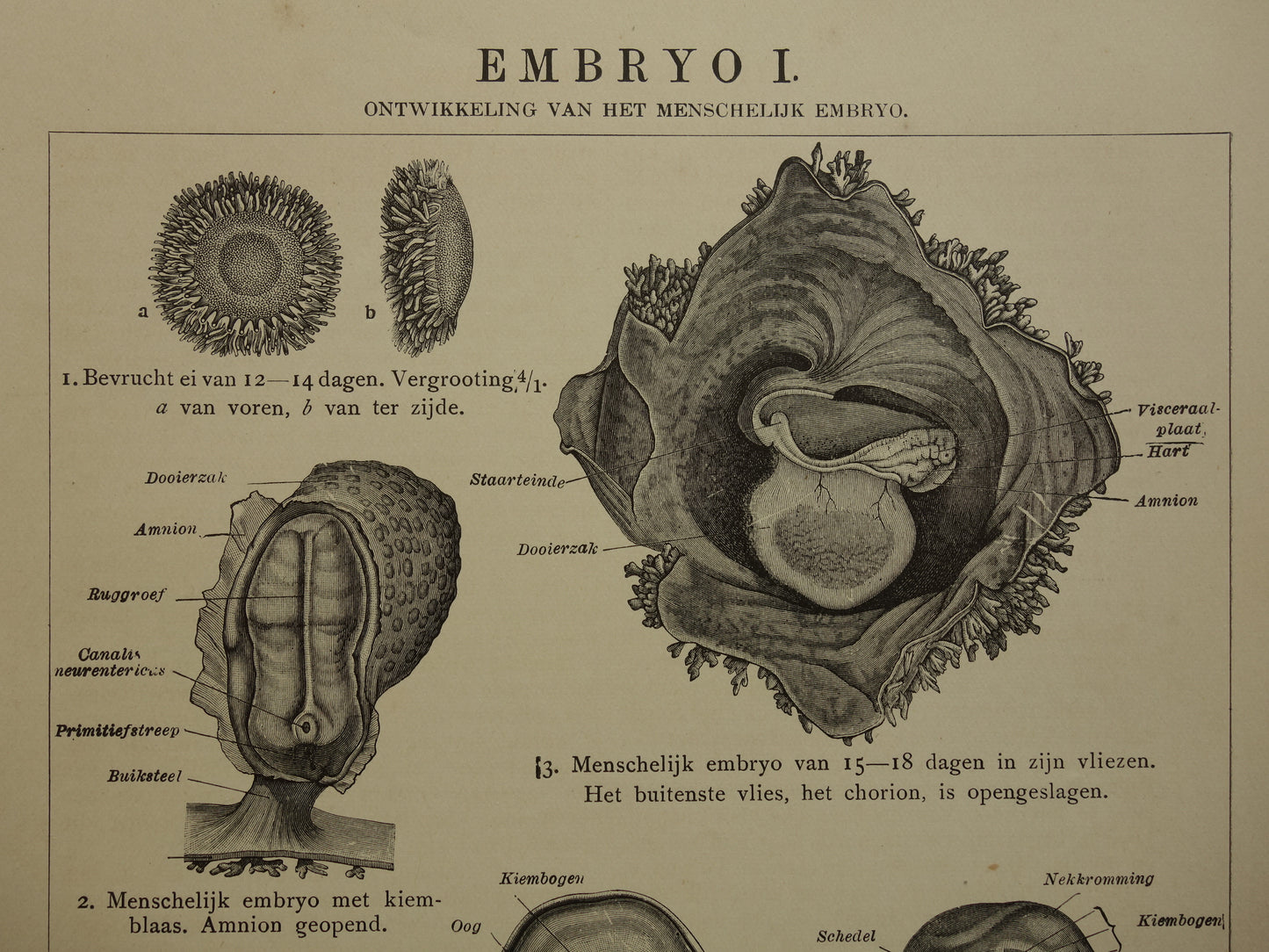 Oude anatomische prenten van ontwikkeling embryo 1907 - originele antieke illustratie - set van 2 vintage prints