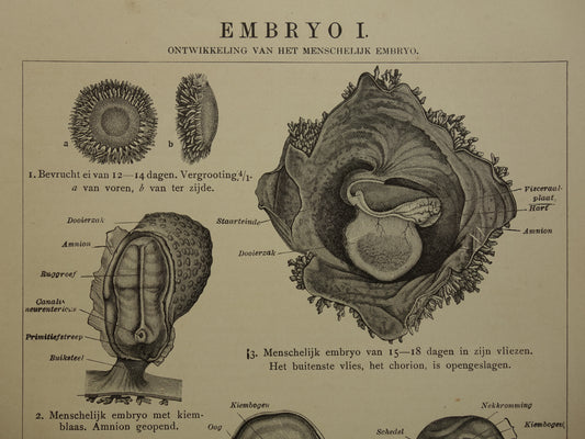 Alte anatomische Drucke der Embryonalentwicklung 1907 – originale antike Illustration – Set aus 2 Vintage-Drucken