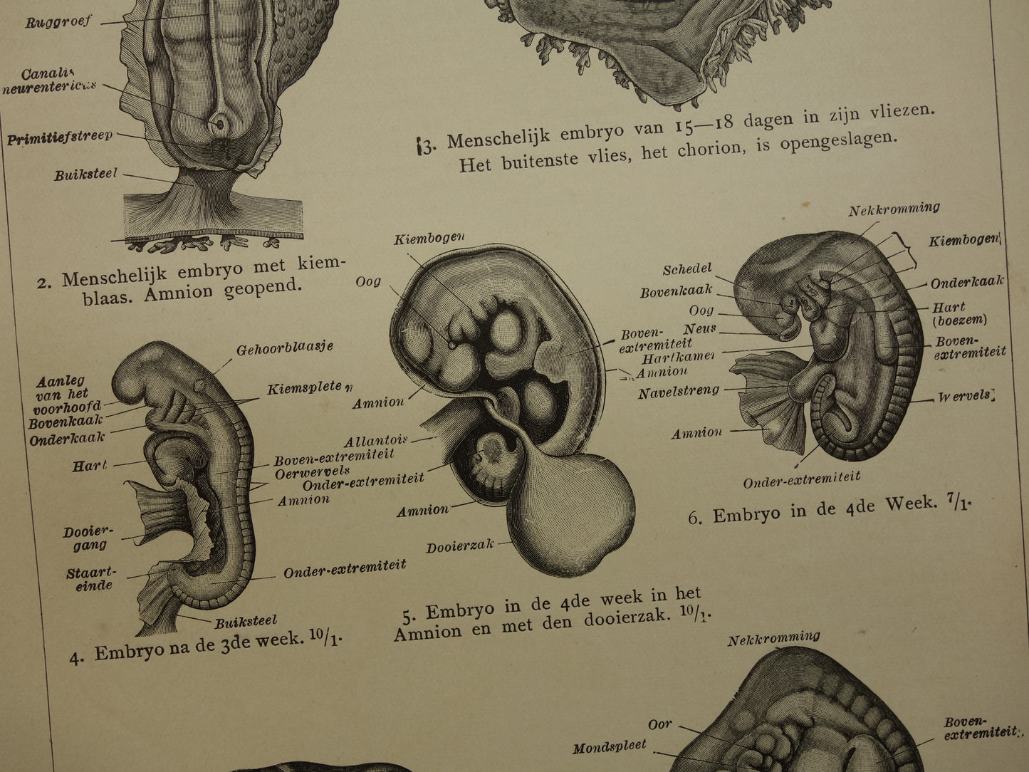 vintage anatomische prenten
