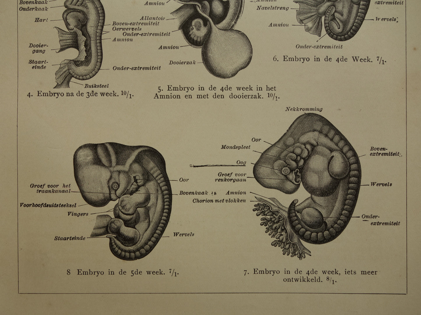 Oude anatomische prenten van ontwikkeling embryo 1907 - originele antieke illustratie - set van 2 vintage prints