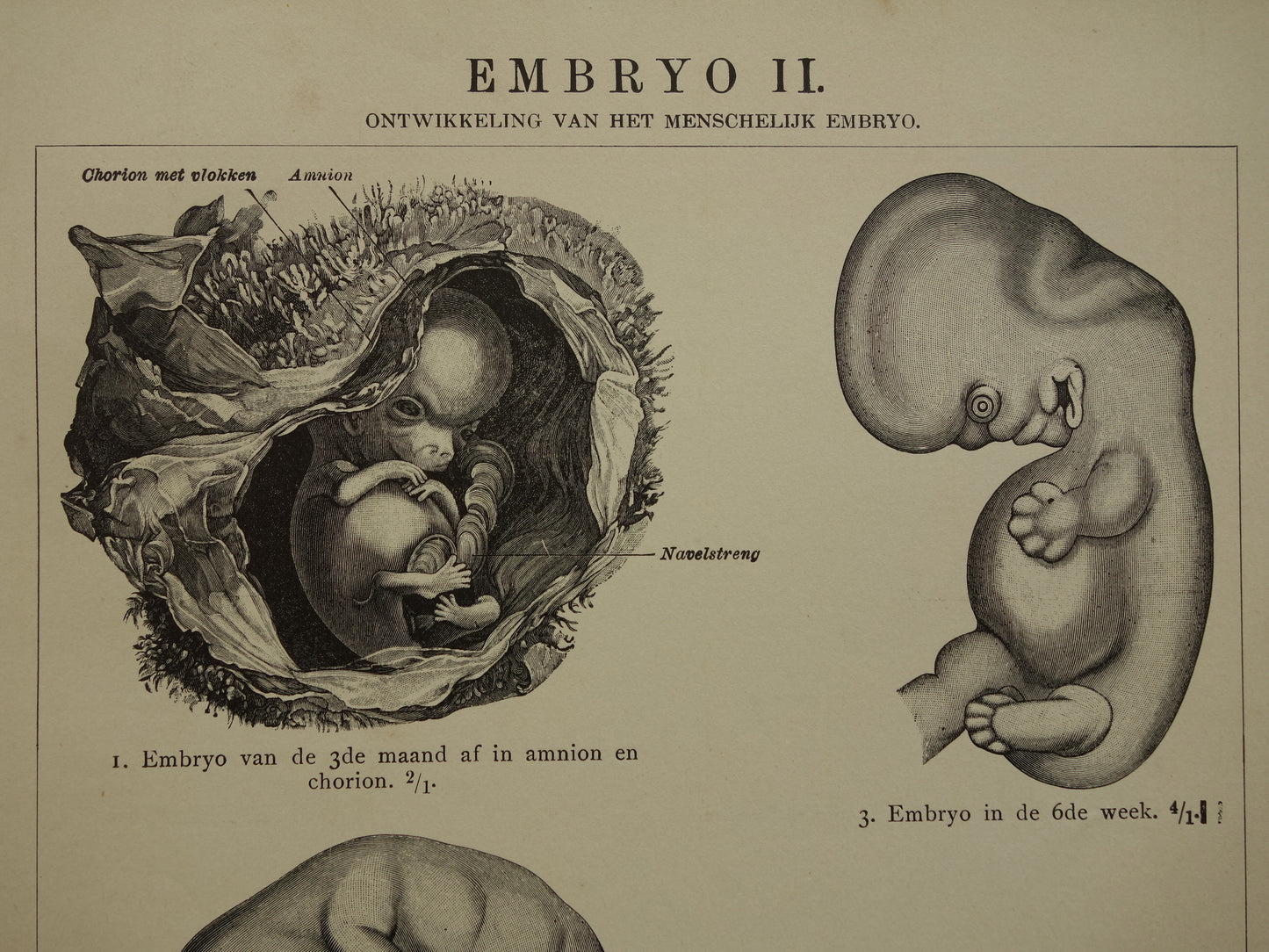 Oude anatomische prenten van ontwikkeling embryo 1907 - originele antieke illustratie - set van 2 vintage prints