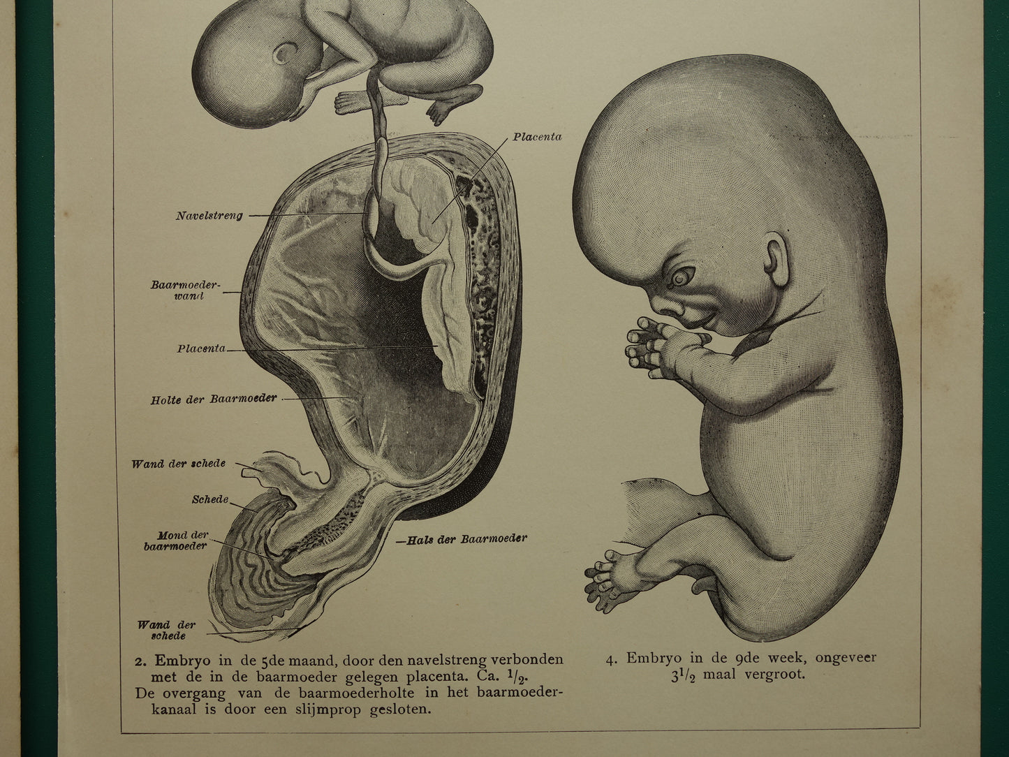 Oude anatomische prenten van ontwikkeling embryo 1907 - originele antieke illustratie - set van 2 vintage prints